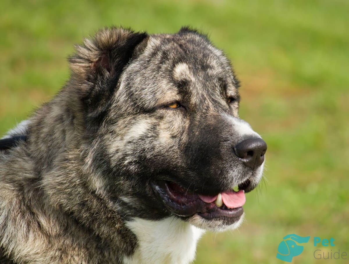 Шея гампра Шея гампра