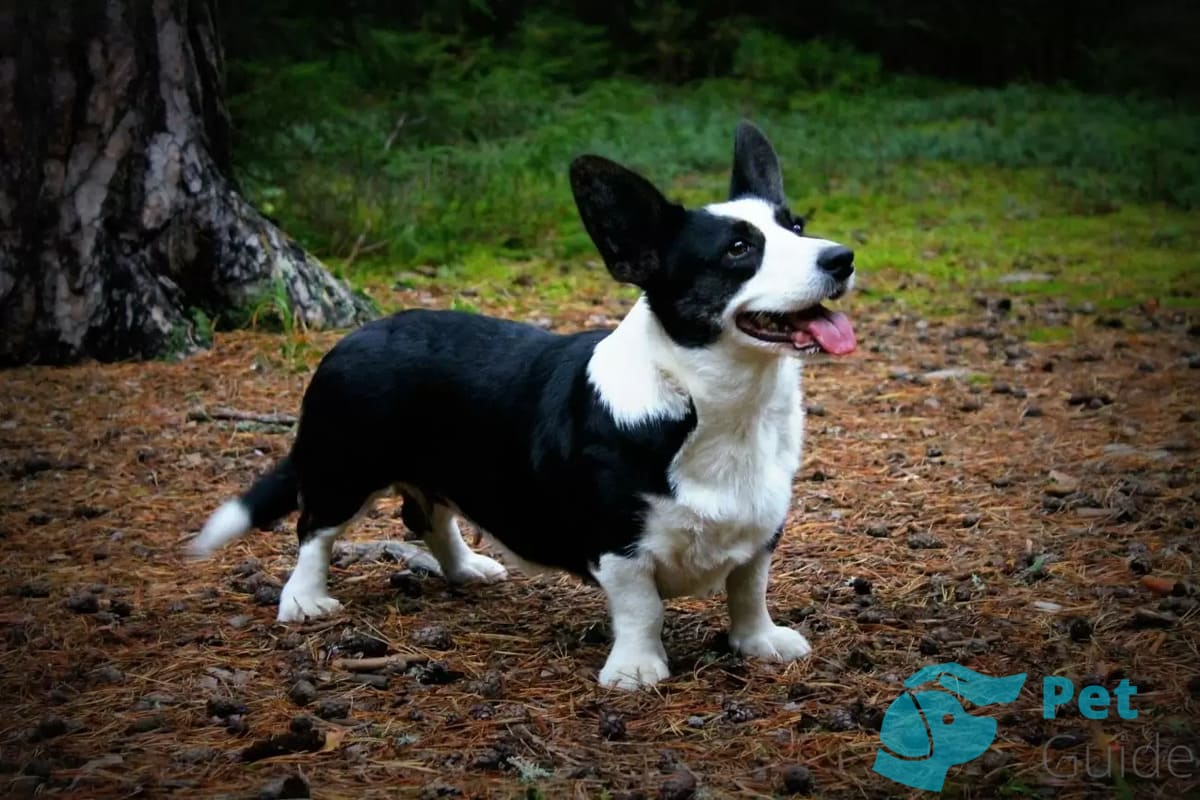 Шея вельш-корги кардиган Шея вельш-корги кардиган