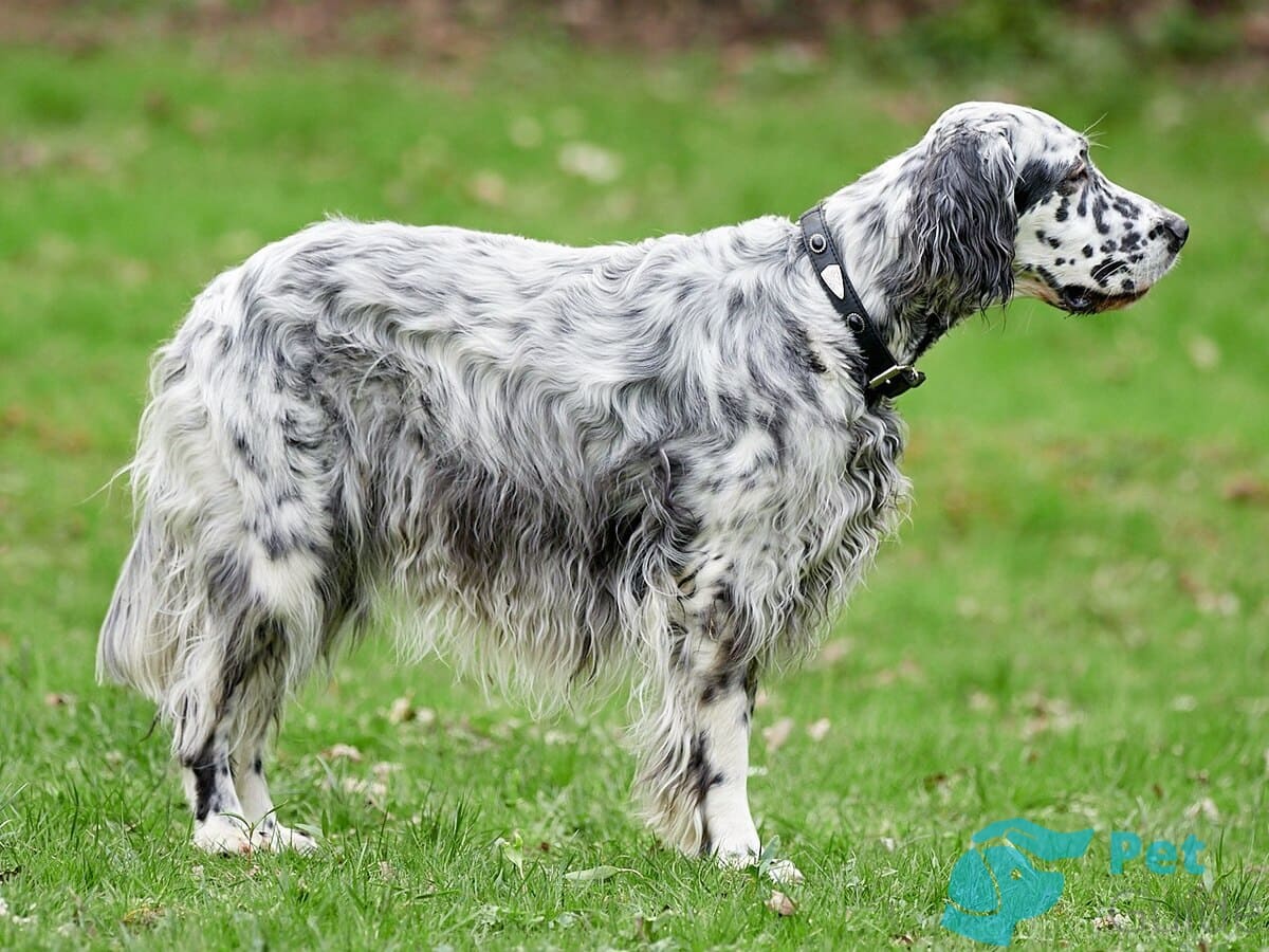Тело английского сеттера Тело английского сеттера