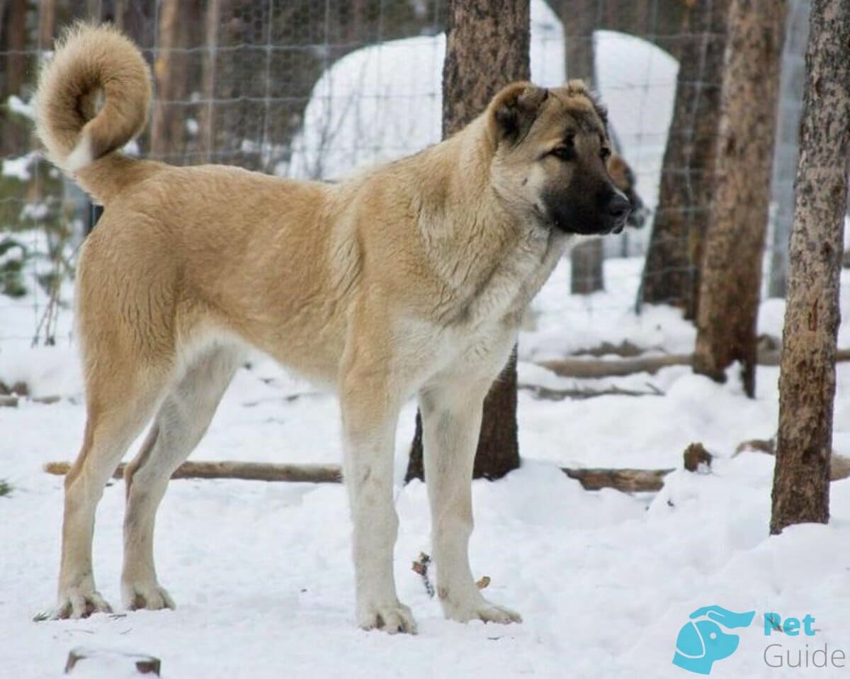 Тело армянского волкодава Тело армянского волкодава