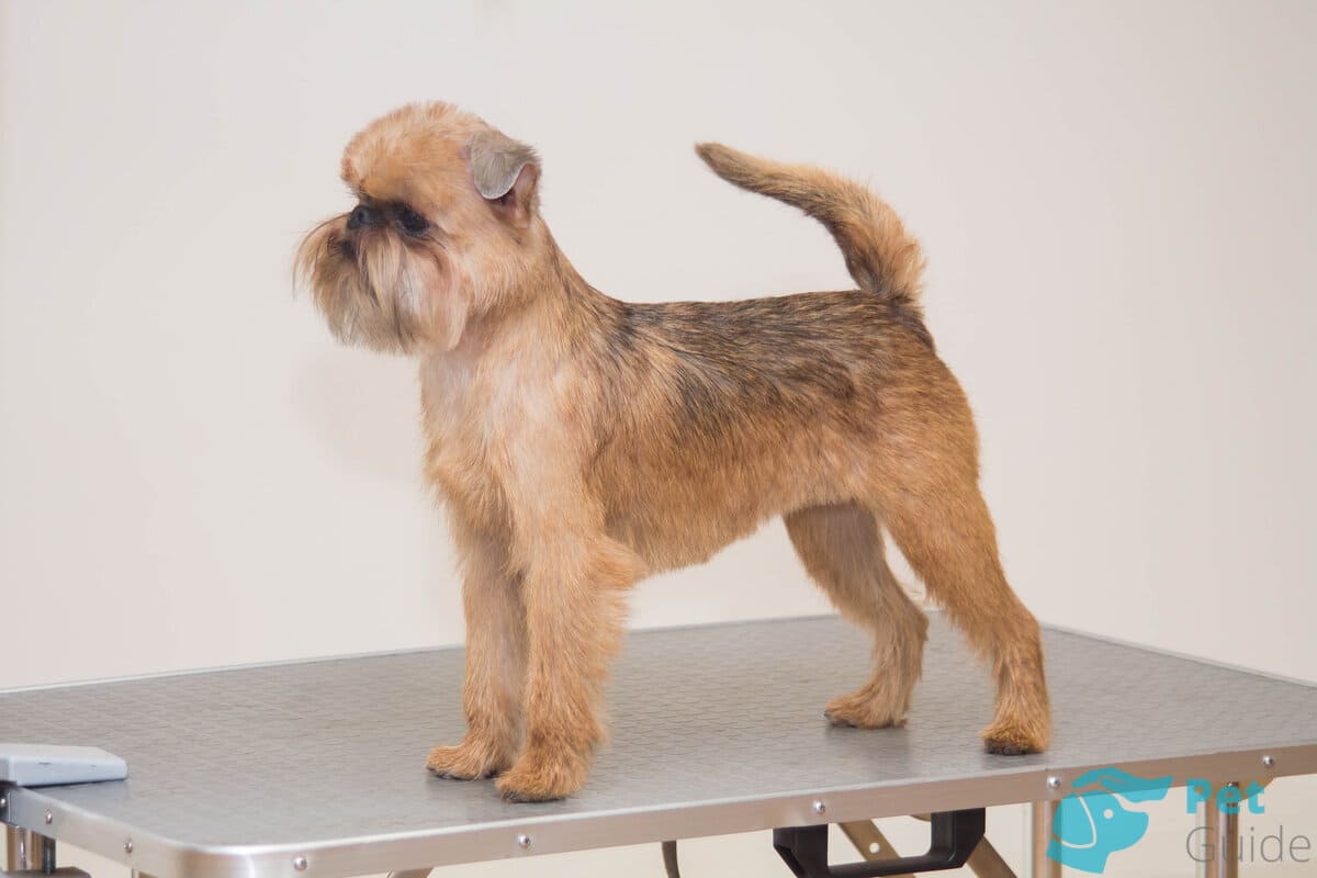 Уход за брюссельским гриффоном Уход за брюссельским гриффоном