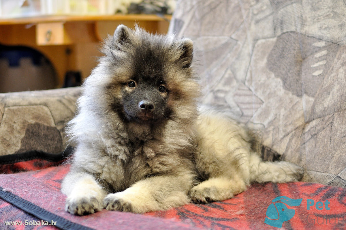 Уход за кеесхондом Уход за кеесхондом