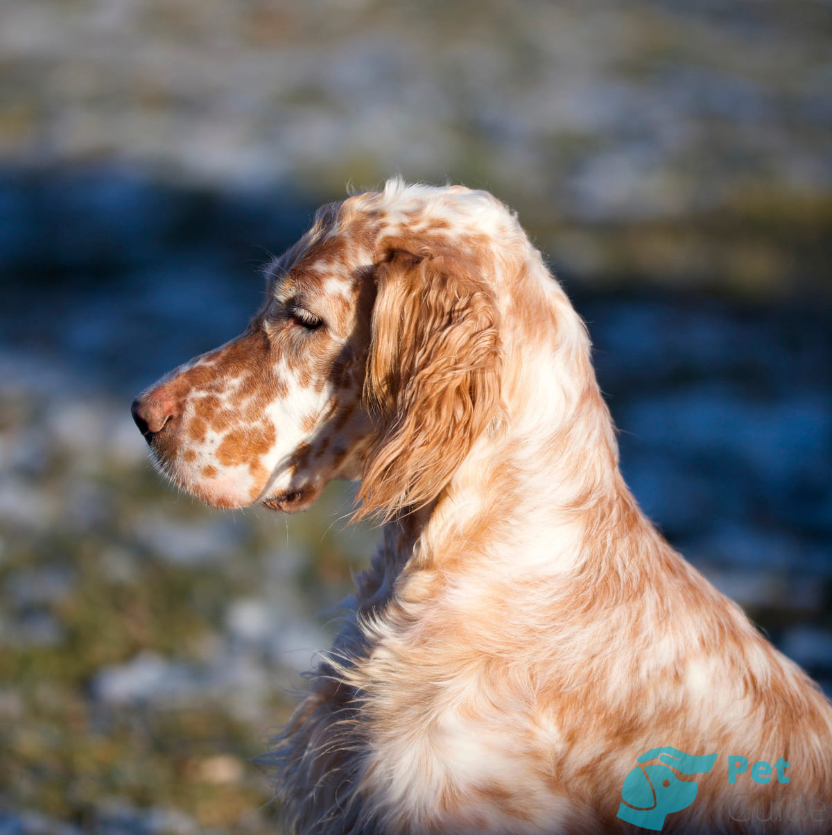 Уши английского сеттера Уши английского сеттера