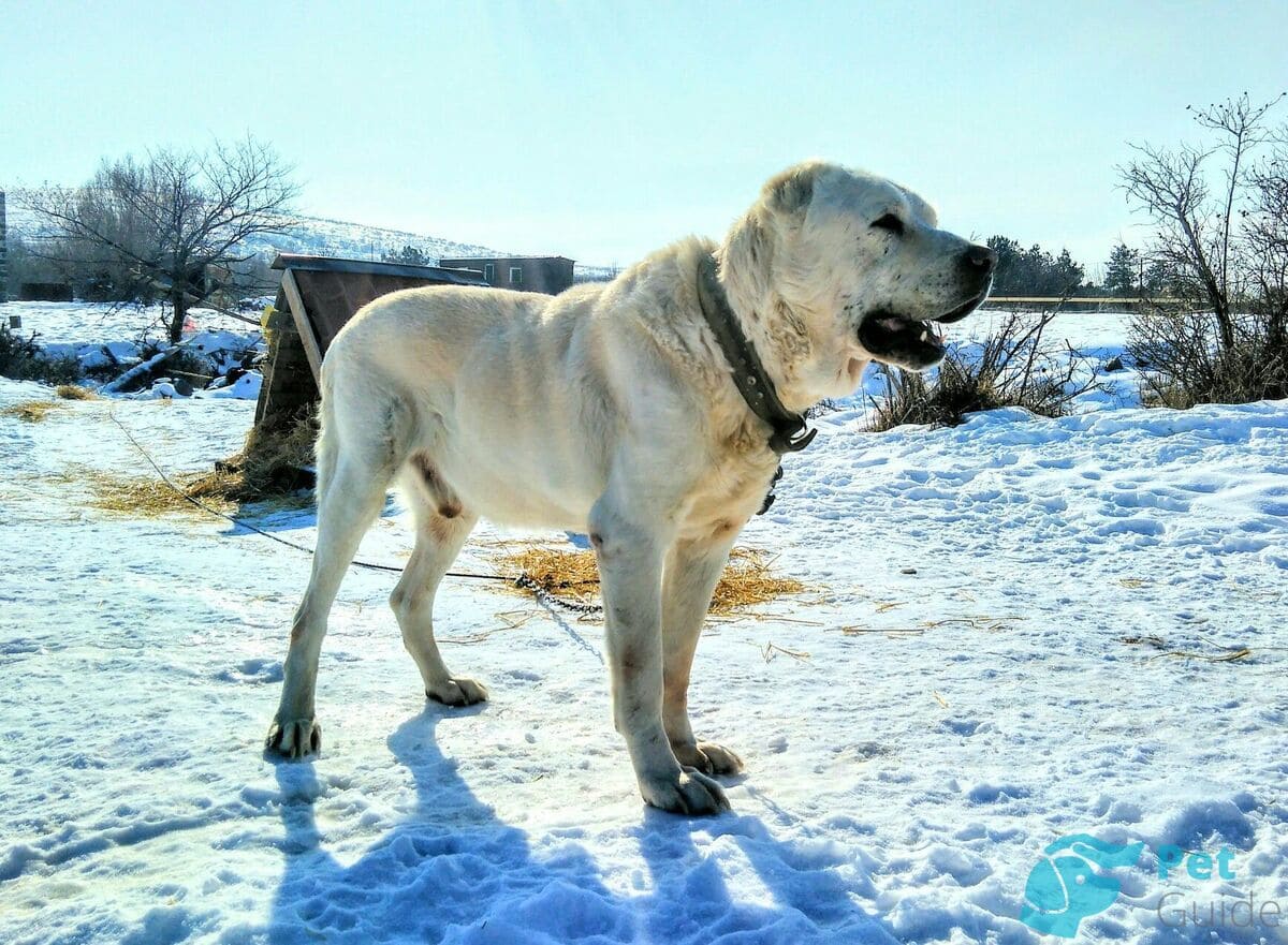 Внешность армянского волкодава Внешность армянского волкодава