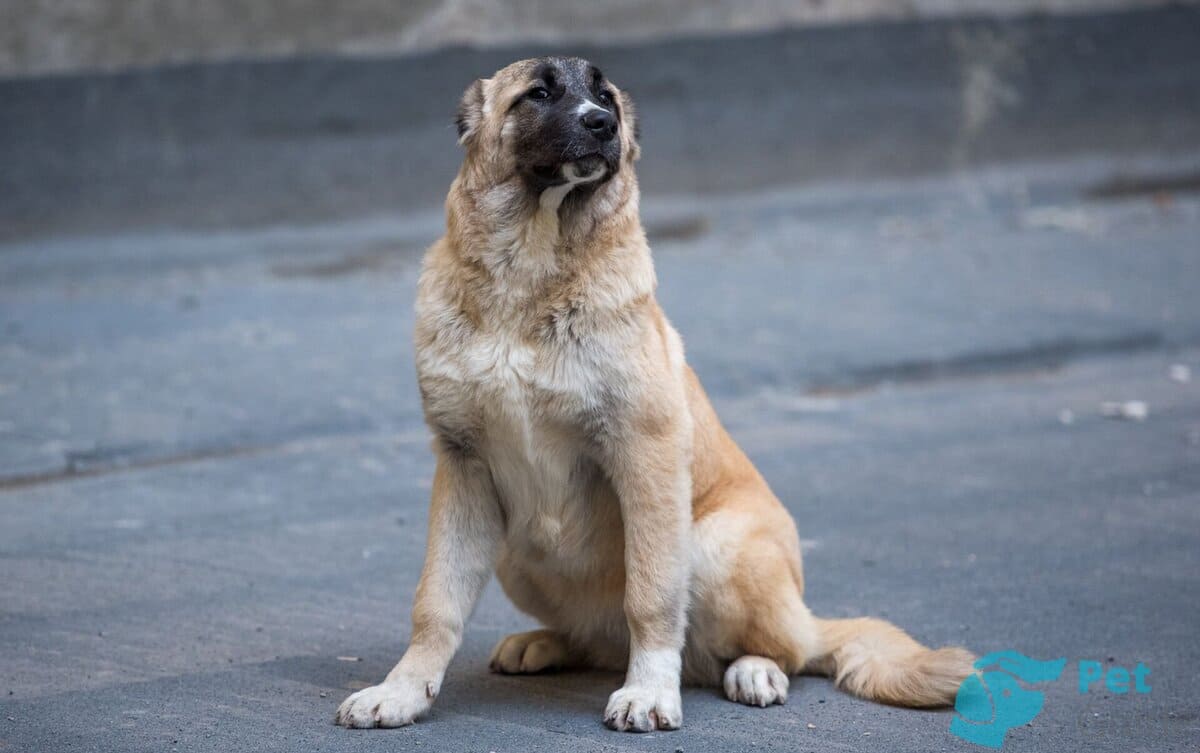 Здоровье армянского волкодава Здоровье армянского волкодава