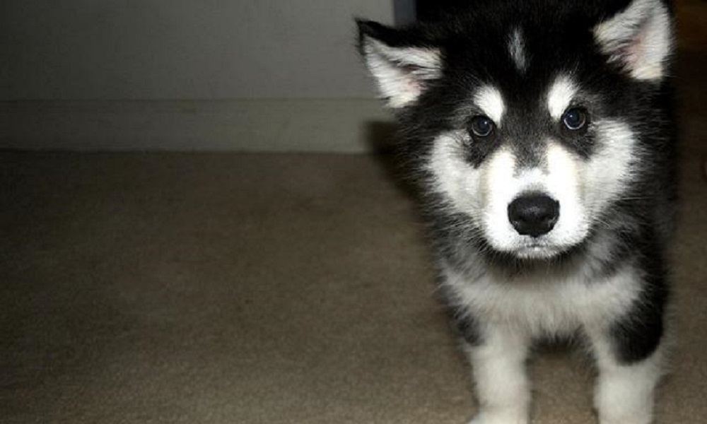 Аляскинский маламут