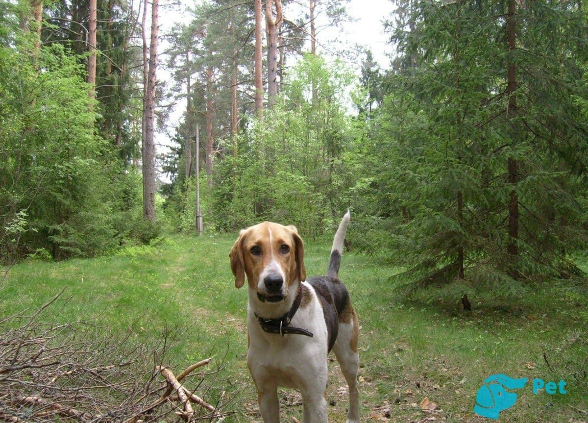 Чем кормить РПГ? Чем кормить РПГ?