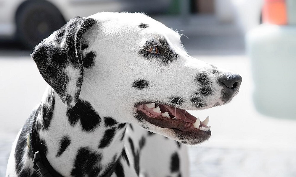 Далматинец