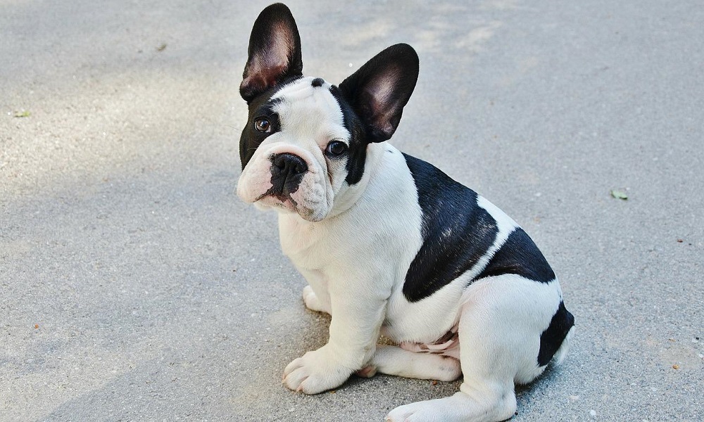 Французский бульдог
