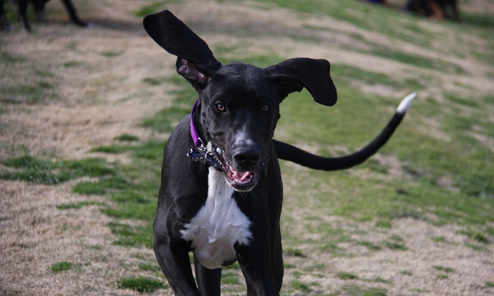 Немецкий дог