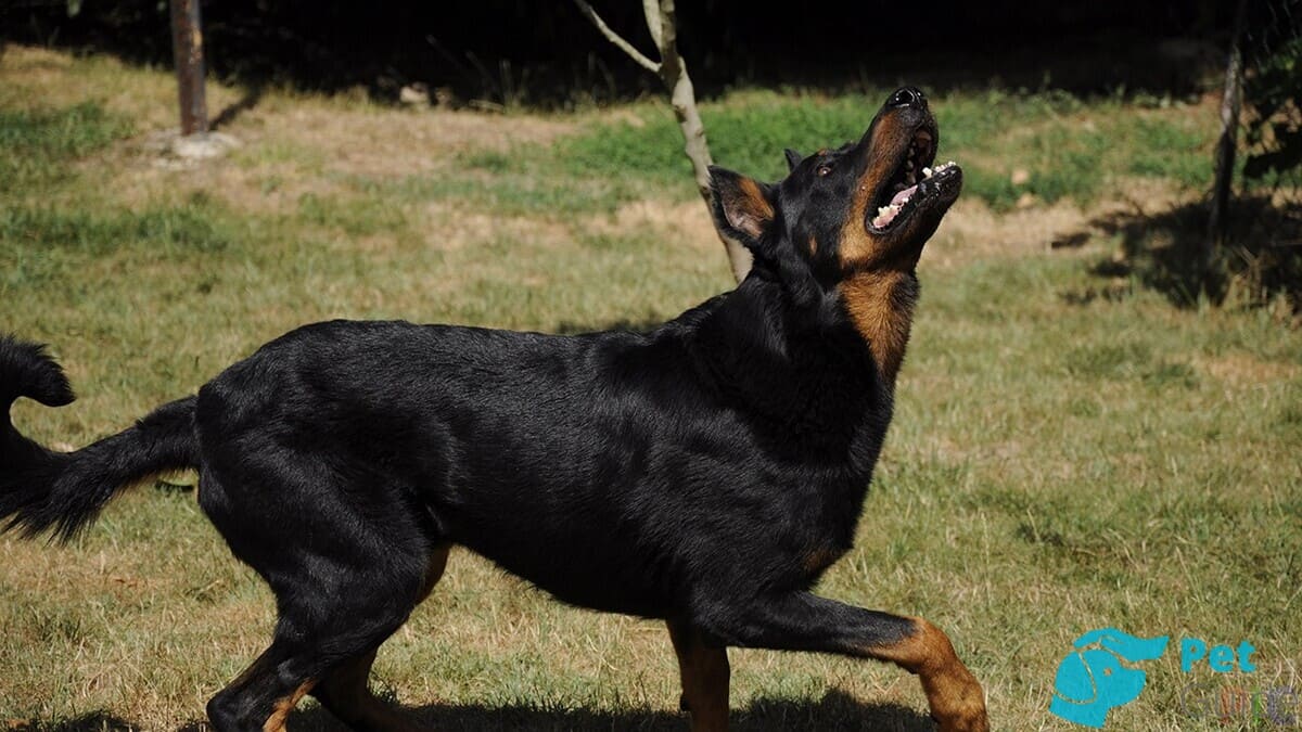 Хвост французской овчарки Хвост французской овчарки
