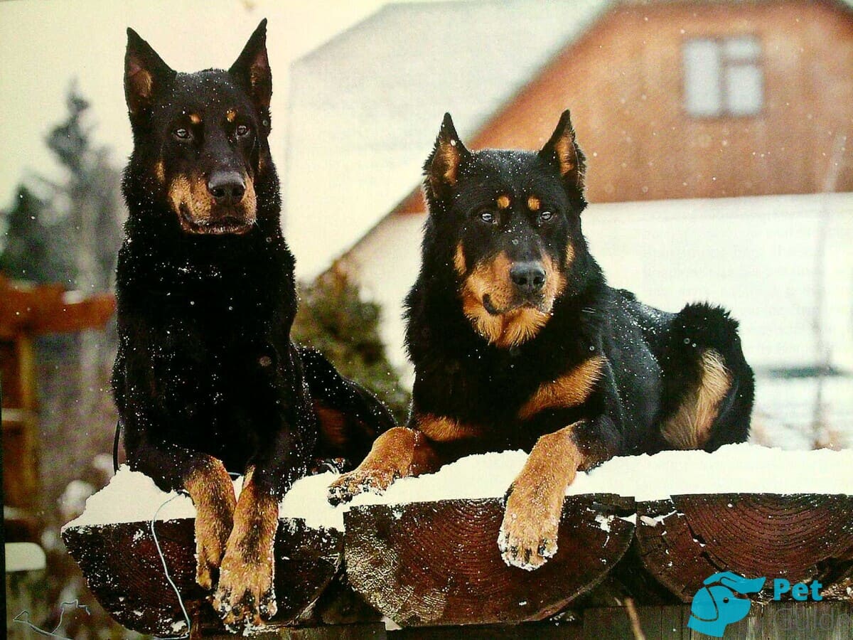 Интересные факты и особенности басерона Интересные факты и особенности басерона