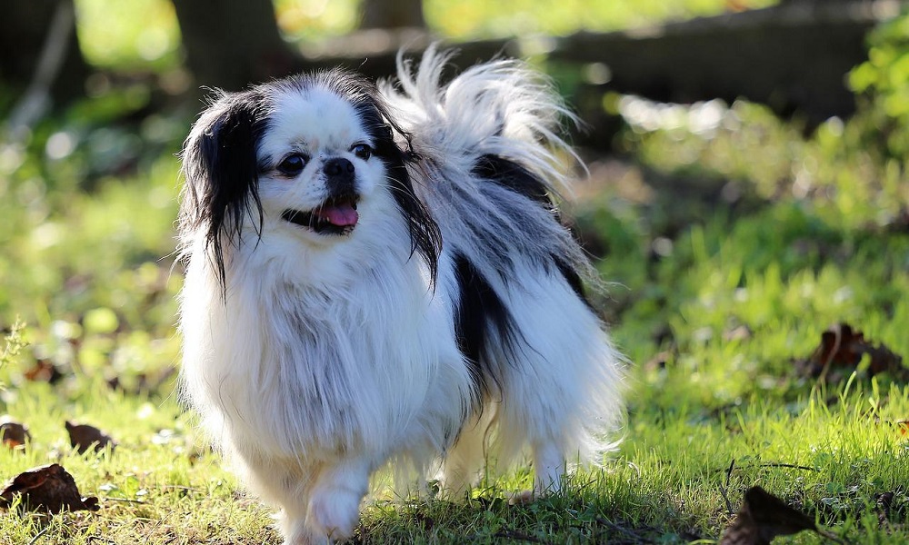 Японский подбородок