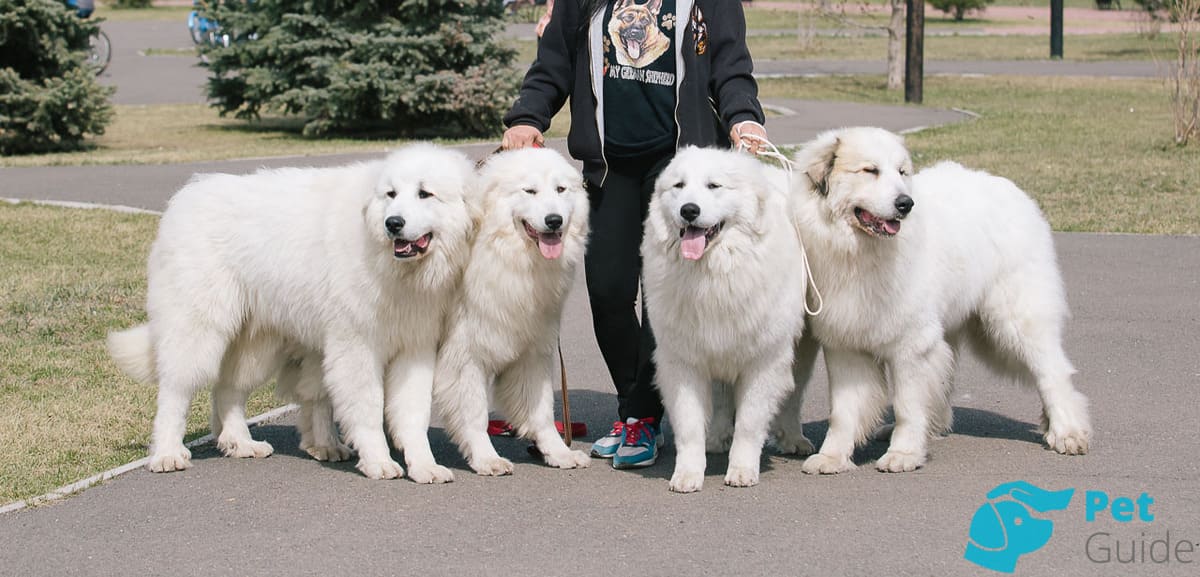 Как выбрать щенка пиренея? Как выбрать щенка пиренея?