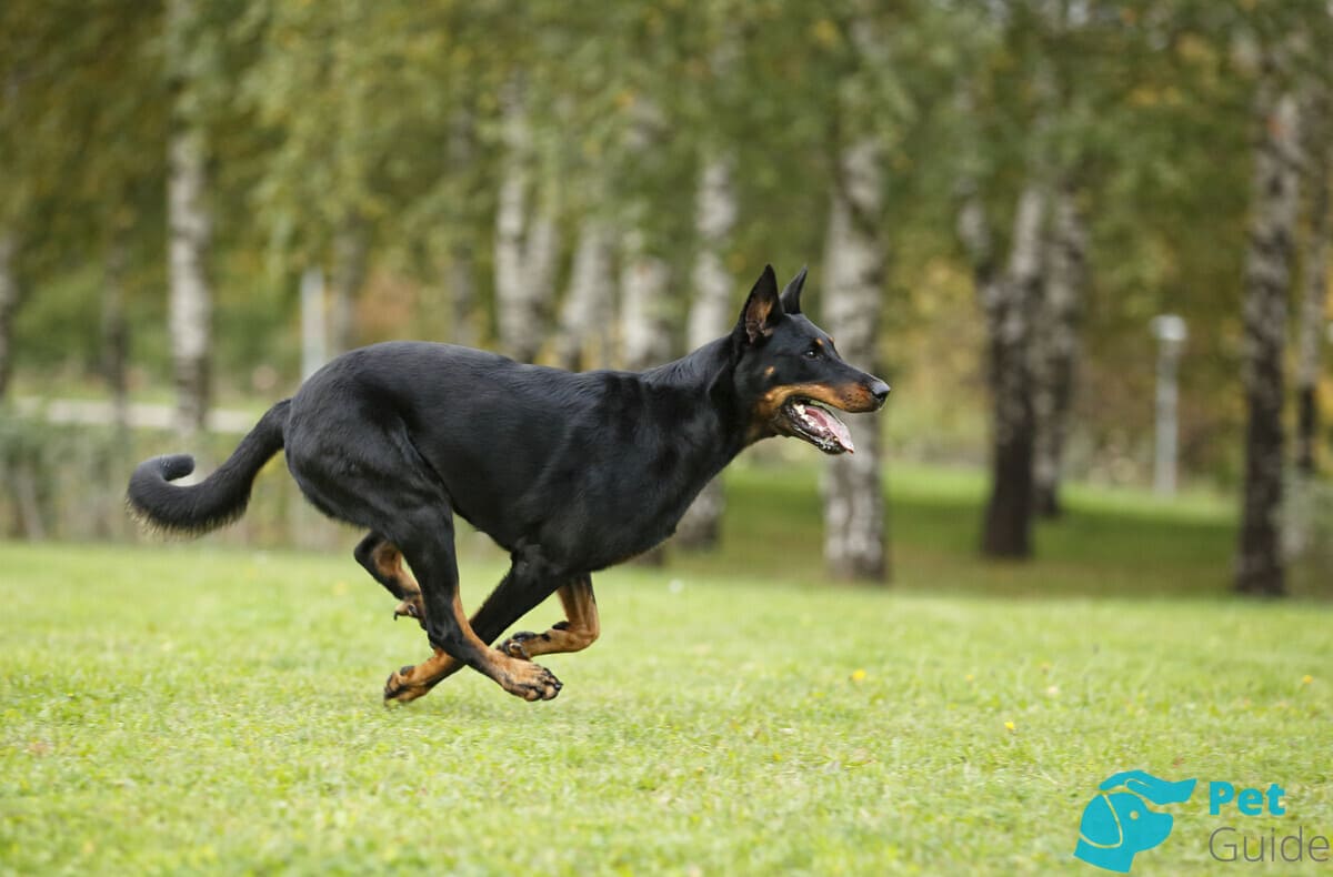 Конечности французской овчарки Конечности французской овчарки