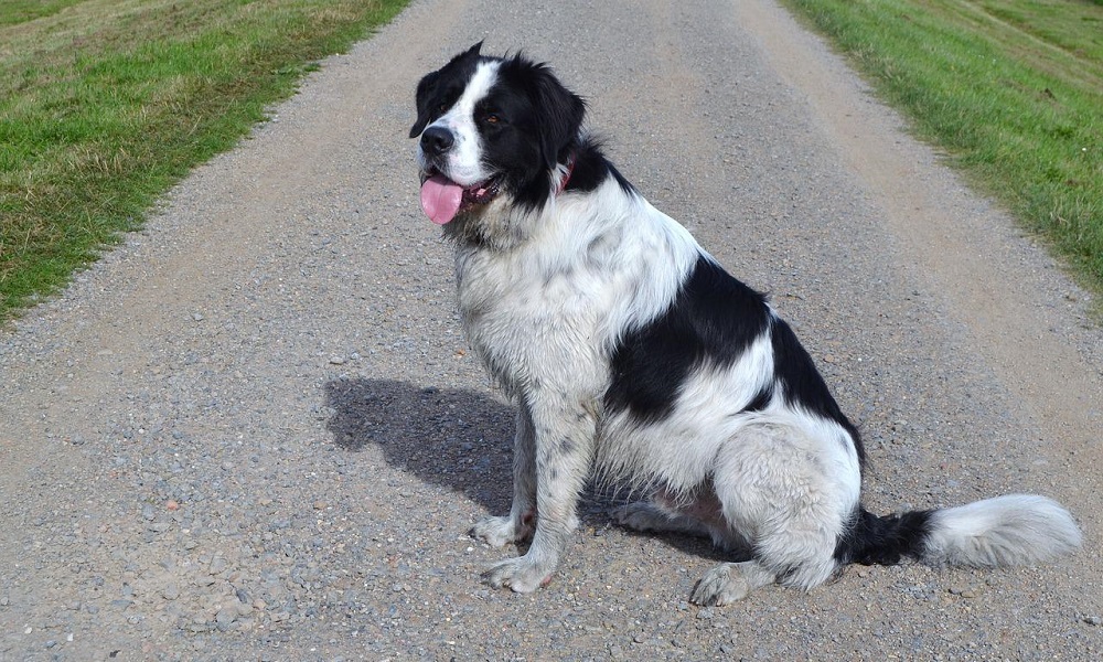 Ньюфаундленд