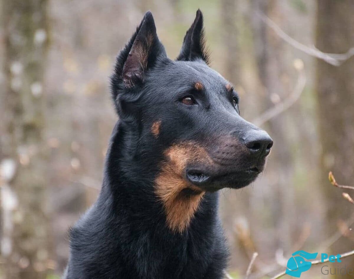 Нос французской овчарки Нос французской овчарки