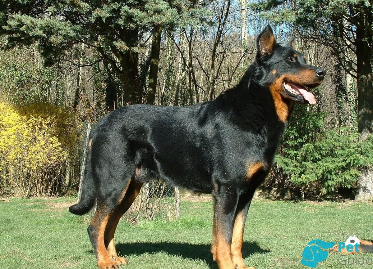 Окрас французской овчарки Окрас французской овчарки