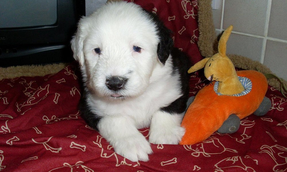 Старая английская овчарка