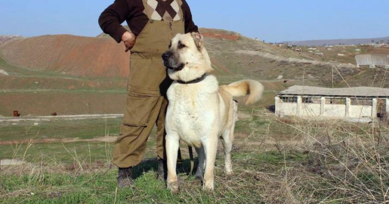 Пес с хозяином Пес с хозяином