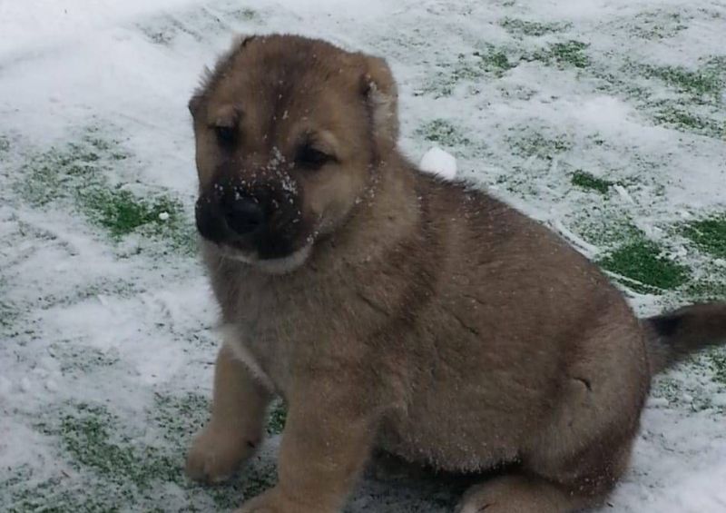 Милый щенок Милый щенок