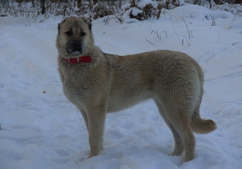 Зимняя прогулка Зимняя прогулка