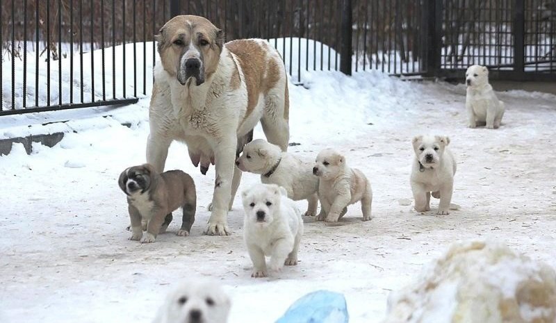 Веселые щенки Веселые щенки