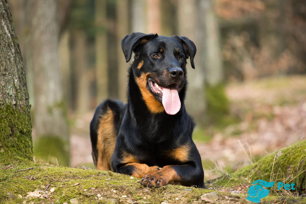 Причины дисквалификации босерона Причины дисквалификации босерона