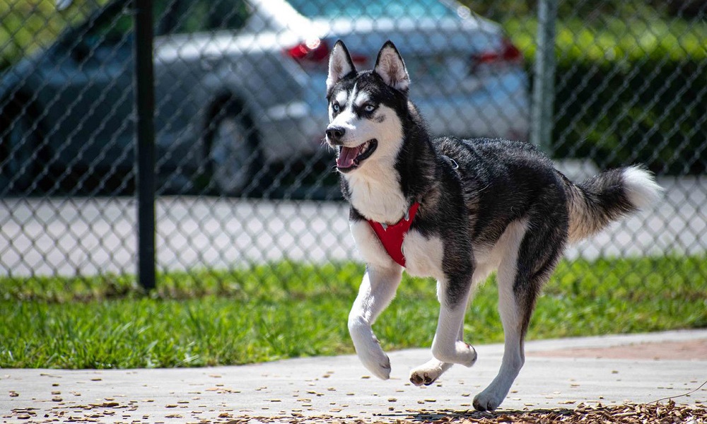Сибирский хаски