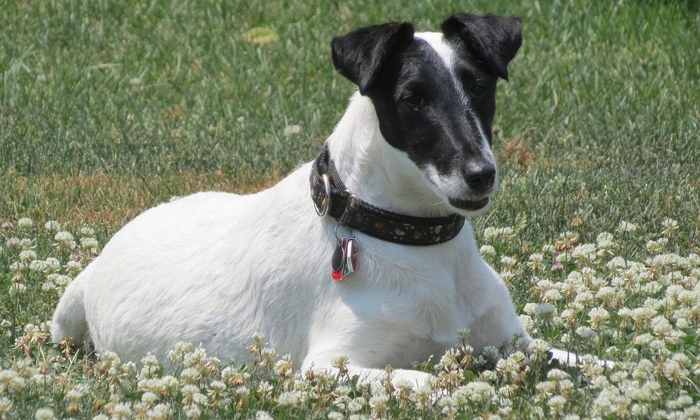 Гладкий фокстерьер