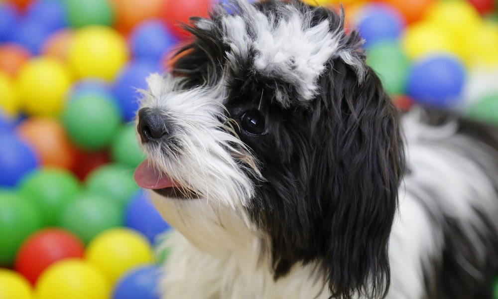 Тибетский терьер