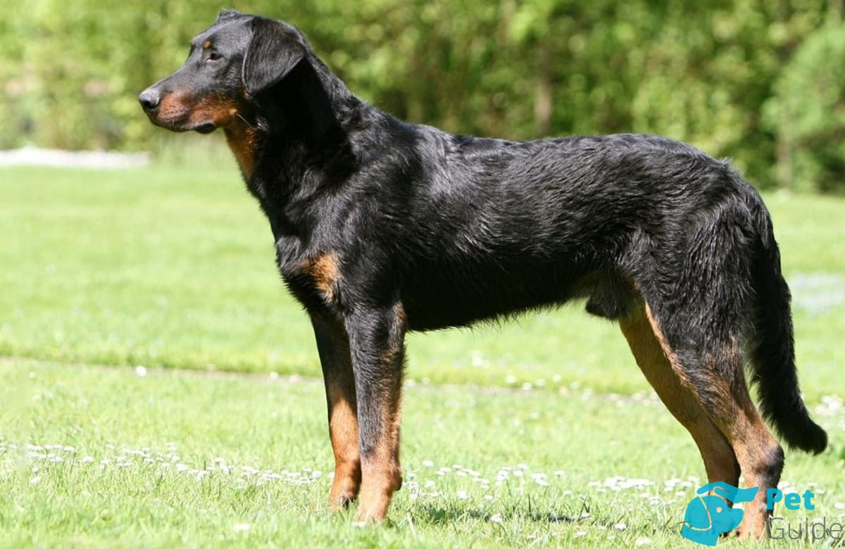 Туловище французской овчарки Туловище французской овчарки