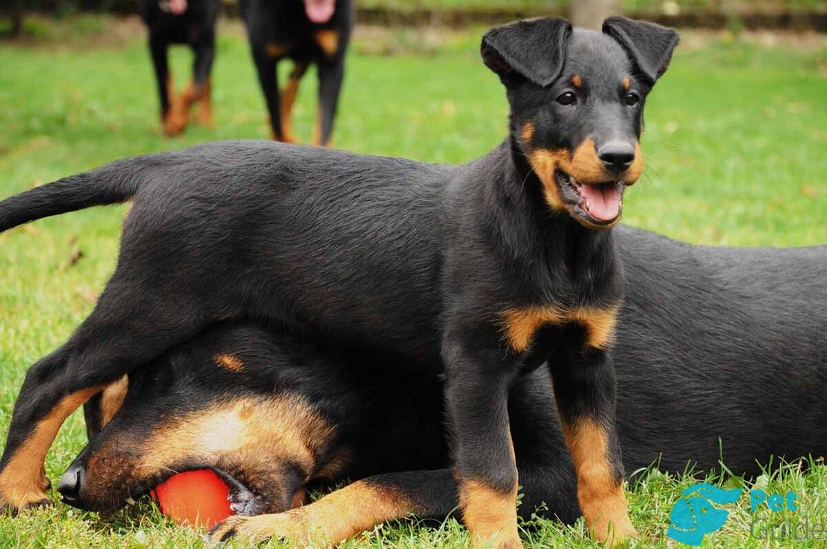 Уход за босероном Уход за босероном
