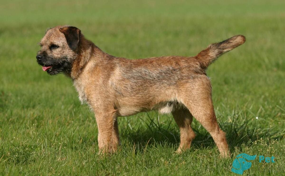 Внешность бордер-терьера Внешность бордер-терьера