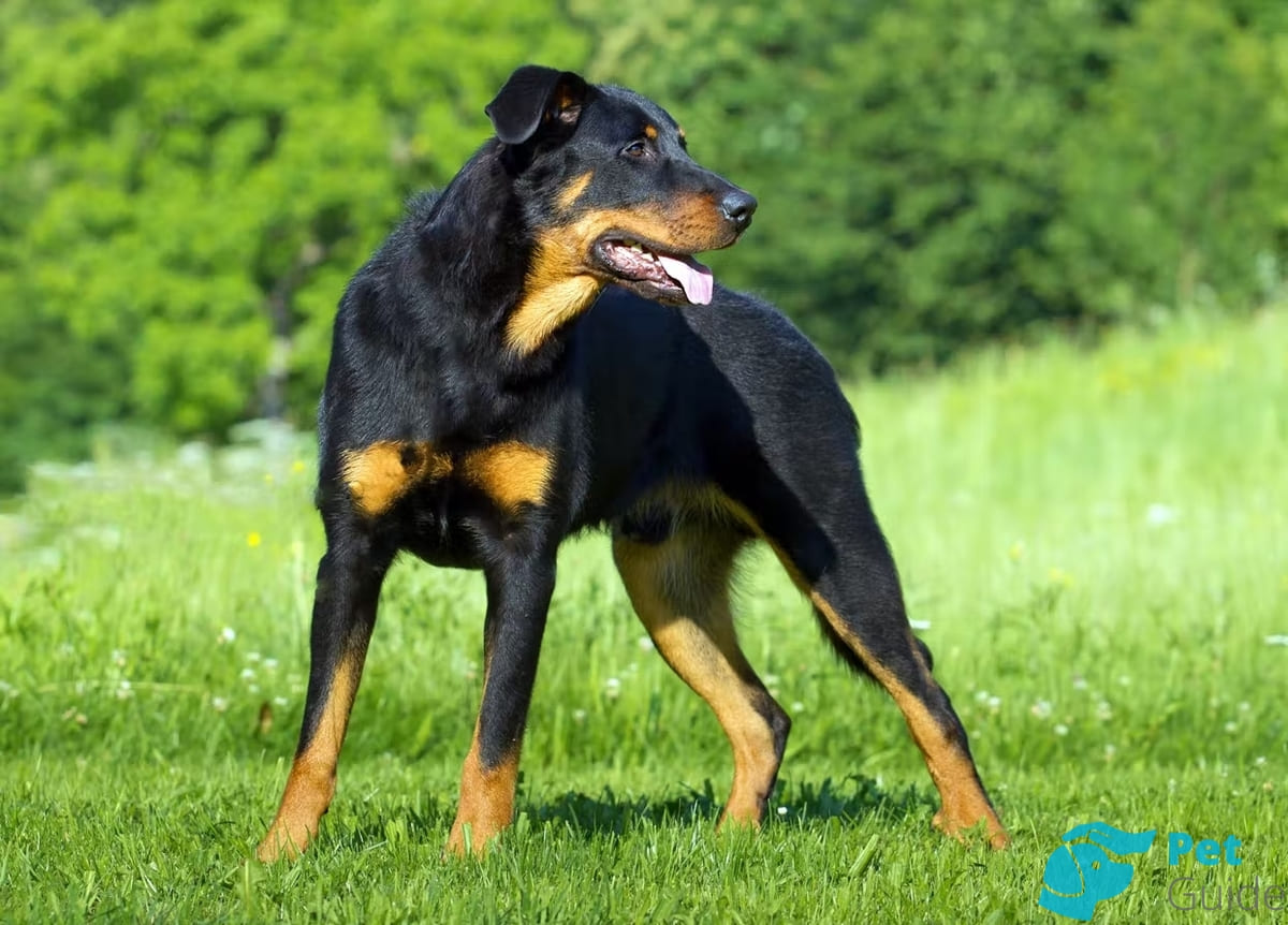 Внешность босерона Внешность босерона