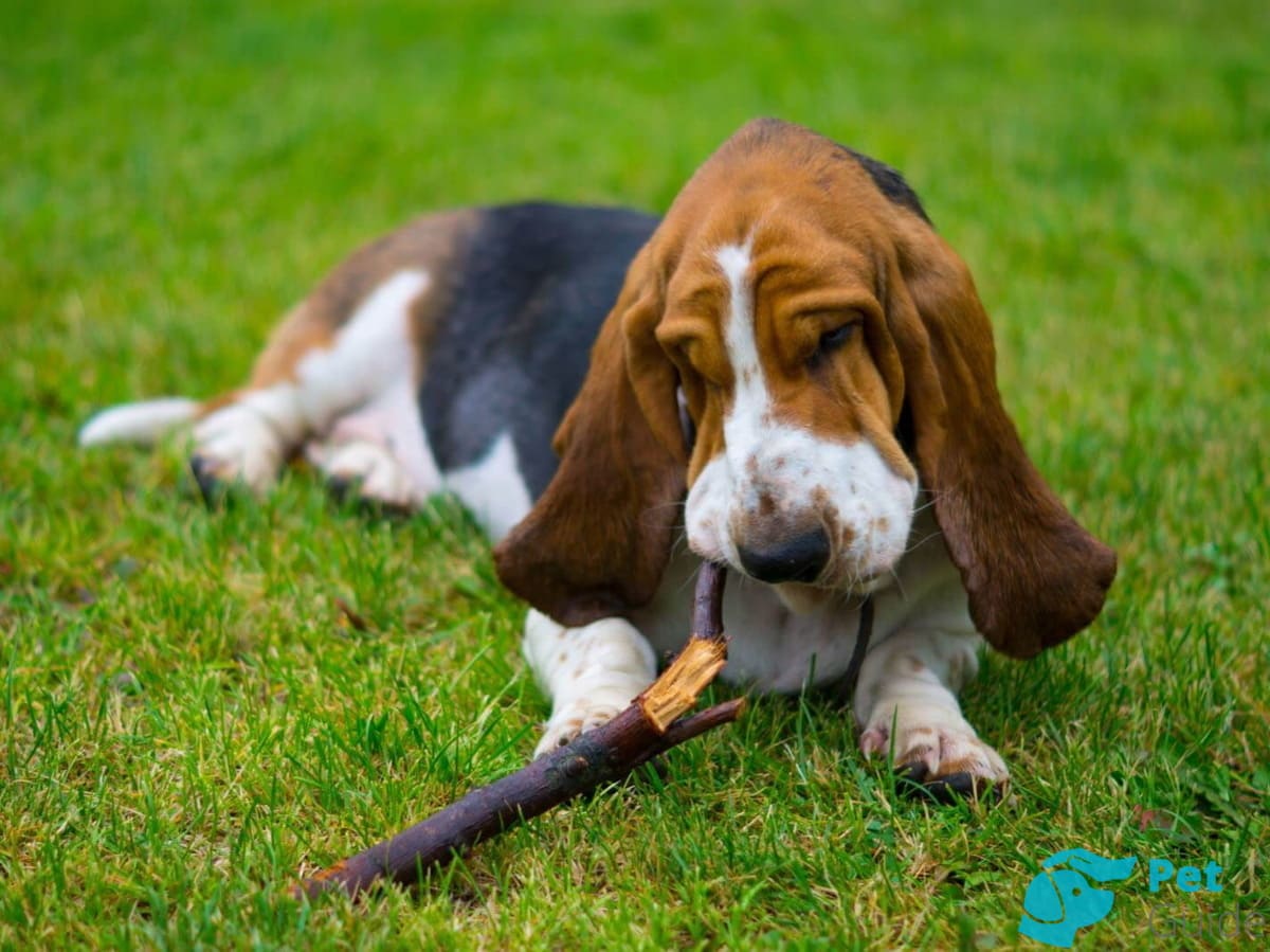 Чем кормить бладхаунда? Чем кормить бладхаунда?