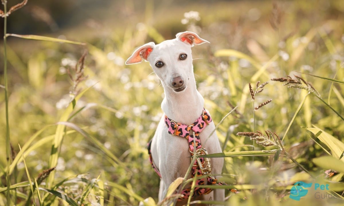 Интересные факты про левретку Интересные факты про левретку