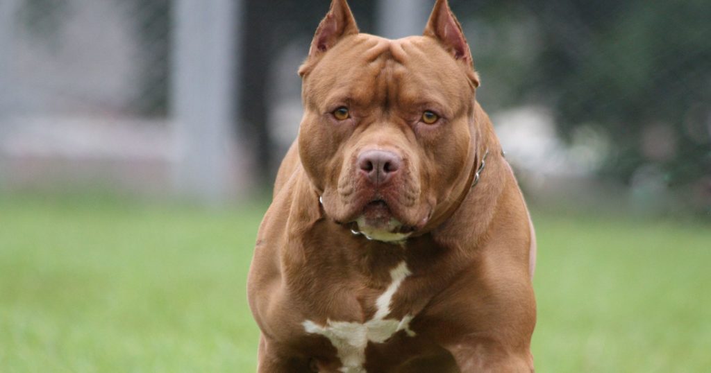 американский питбультерьер