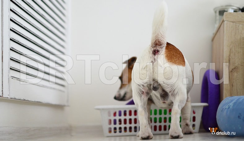 Почему собака пахнет Почему собака пахнет собакой