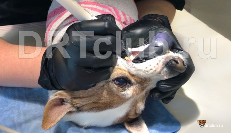 У собаки пахнет из пасти У собаки плохо пахнет из пасти