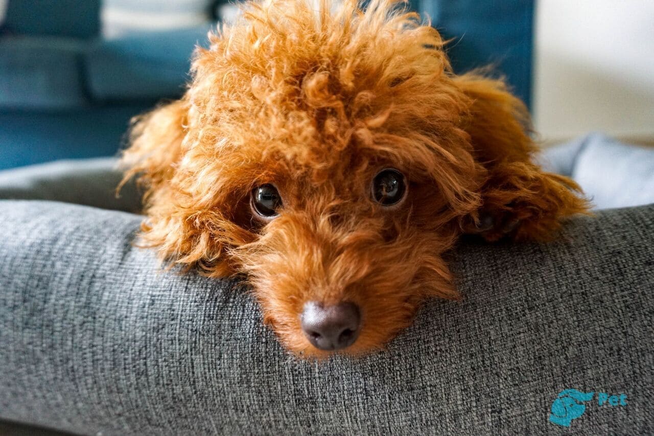 Голова и глаза той-пуделя Голова и глаза той-пуделя