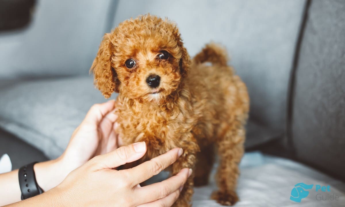 Особенности характера той-пуделя Особенности характера той-пуделя