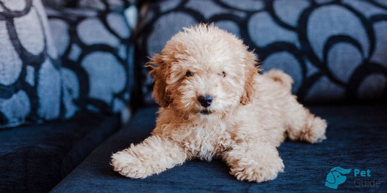 Тело и лапы той-пуделя Тело и лапы той-пуделя