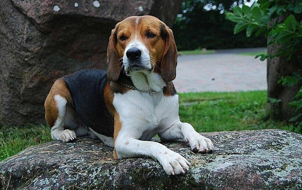 эстонская гончая