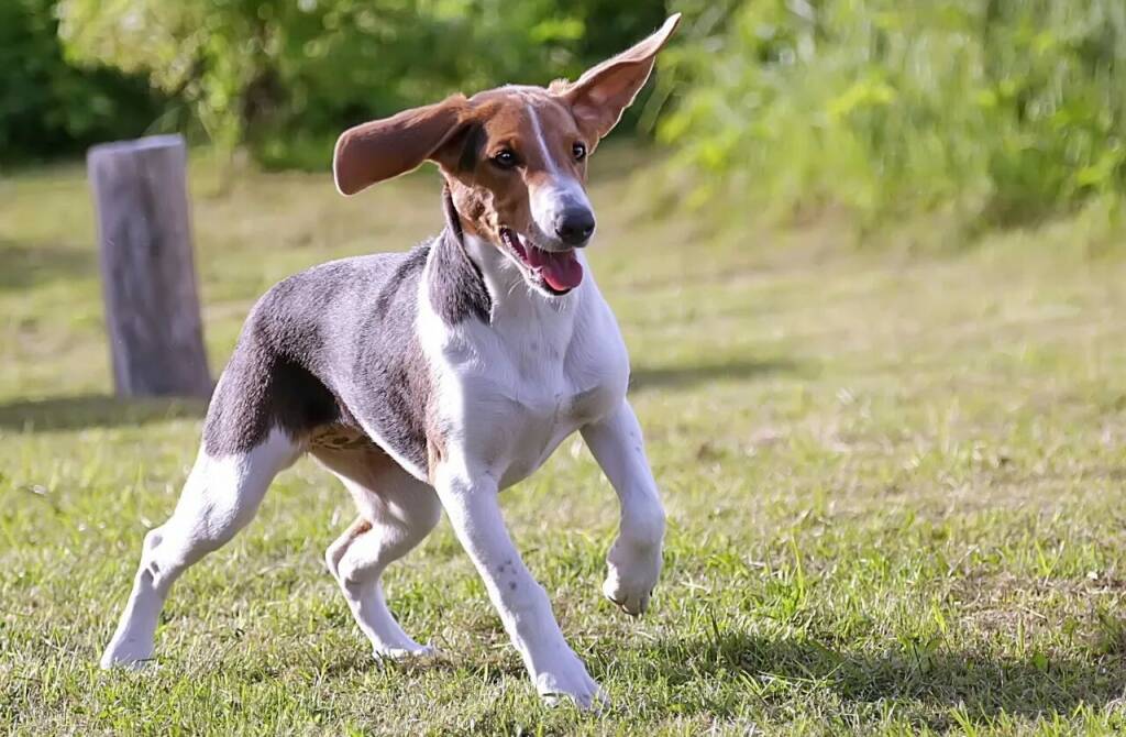 эстонская гончая