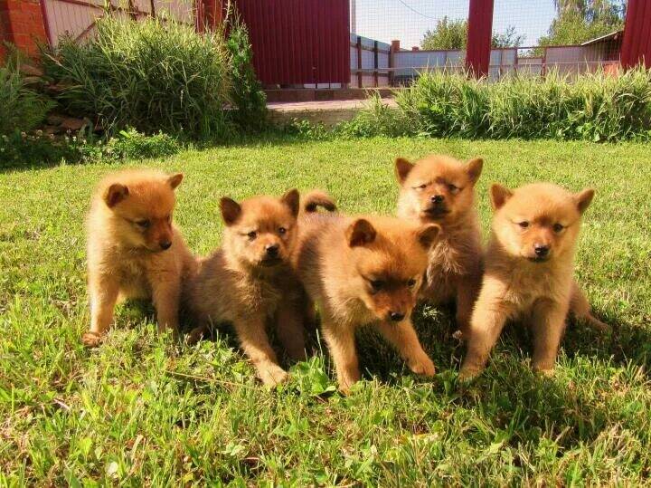 Карело-финская лайка