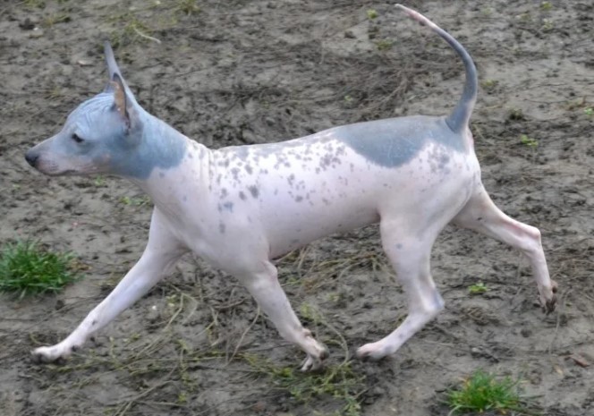 Белый терьер с голубыми пятнами Американский голый терьер с голубым отливом