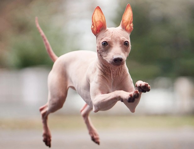 Лысый терьер резвится Американский голый терьер бежит