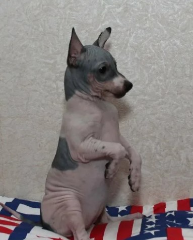 Щенок сидит Щенок