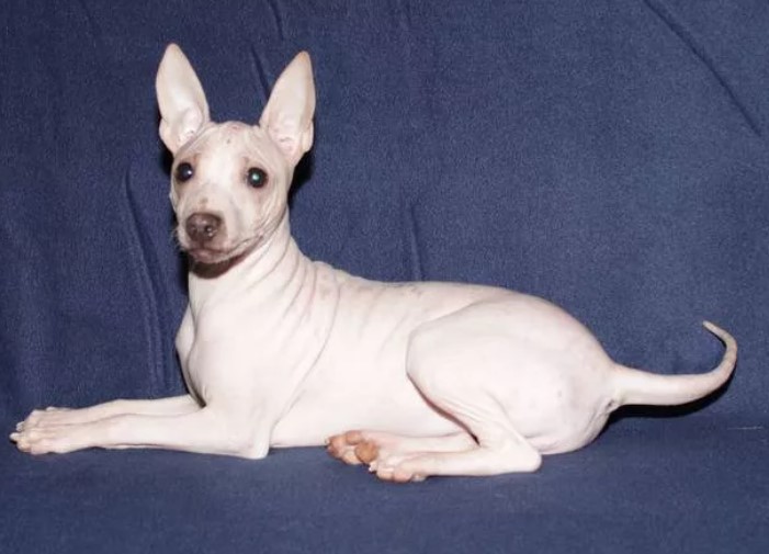 Белый цвет американского голого терьера Белый окрас американского голого окраса